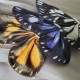 Yolanda Fleurs Avec Isabella Butterfly Collar and Hair Clips(Leftovers/7 Colours)